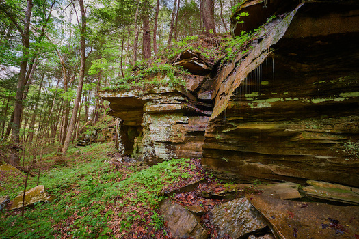Of 372 plant species that Kentucky lists as endangered, threatened or of special concern, 206 are conserved in state nature preserves and natural areas. - Photo: AdobeStock