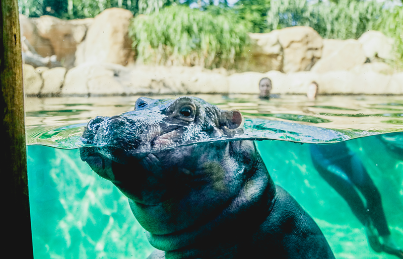 Baby Fiona, when she weighed less than 1,000 pounds - Photo: Hailey Bollinger