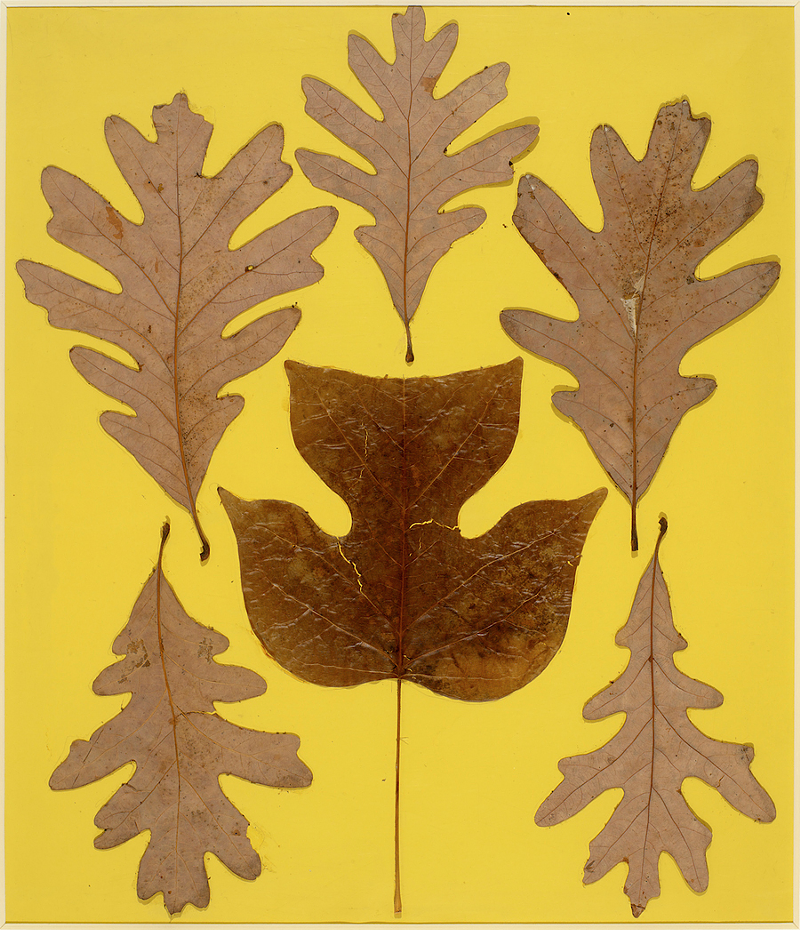 Josef Albers’ “Leaf Study IX” - Photo: Tim Nighswander / Imaging 4 Art / Courtesy of the Josef and Anni Albers Foundation / Artists Rights Society