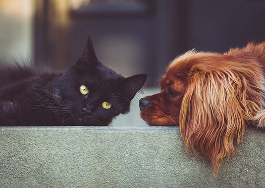 In a survey, nearly one-in-four Ohio pet owners indicates having difficulty affording a pet - Photo: Stocksnap/Pixabay