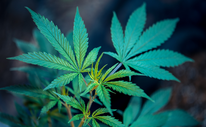 Medical Marijuana Tinctures Finally Hit the Shelves at Ohio Dispensaries