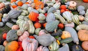 Pumpkins and gourds - Photo: Jen Hoffman