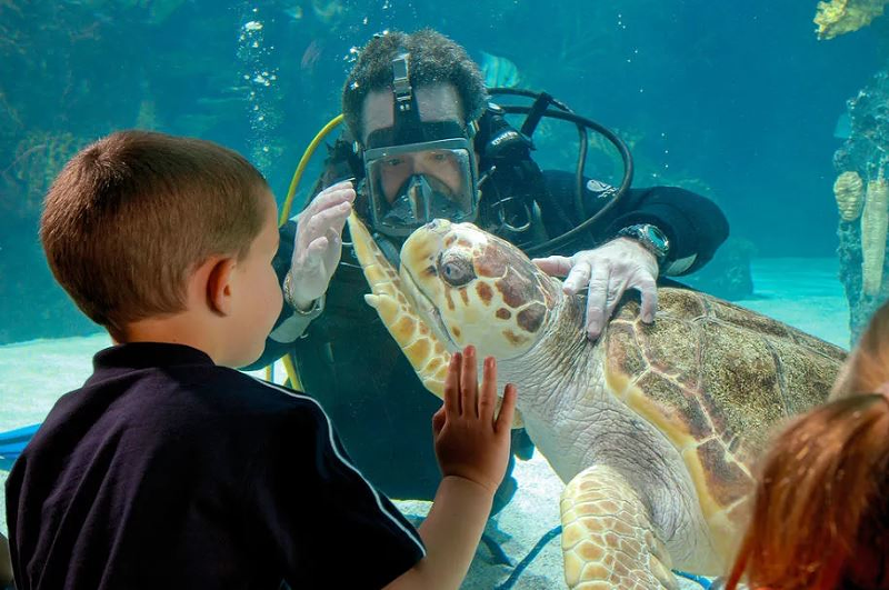 Newport Aquarium is in the Running to Be the Best Aquarium in the Country