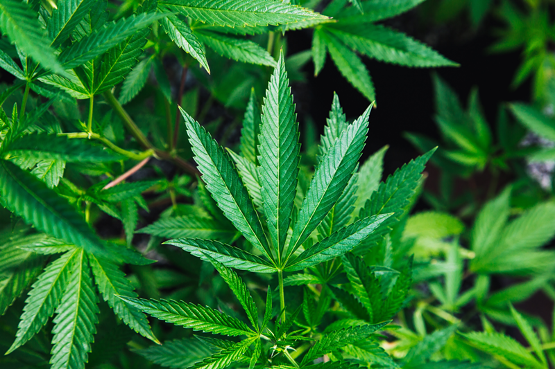 Ohio's Hemp Legalization Complicates Probable Cause for Marijuana Charges