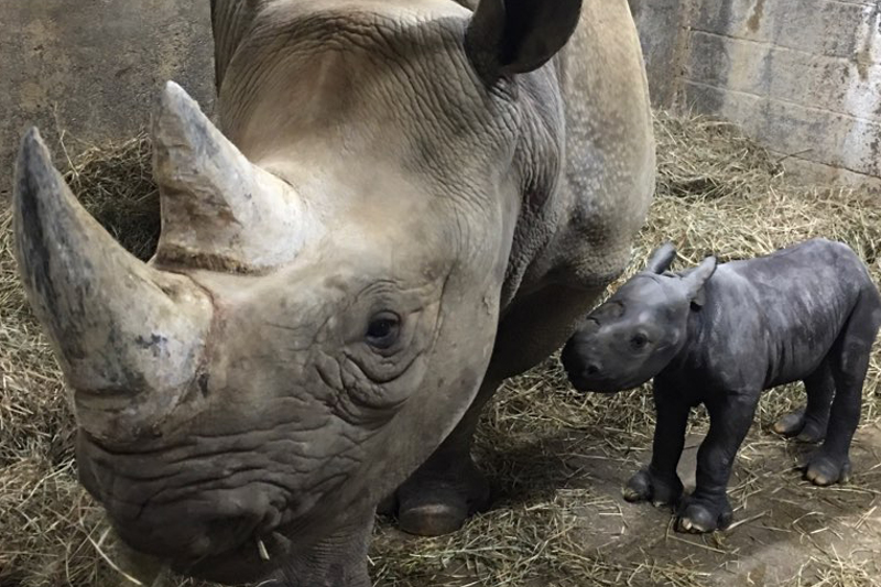 A teeny tiny baby rhino - Photo: Provided by the Cincinnati Zoo