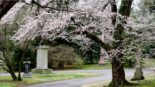 Spring Grove Cemetery - Kellie Coleman