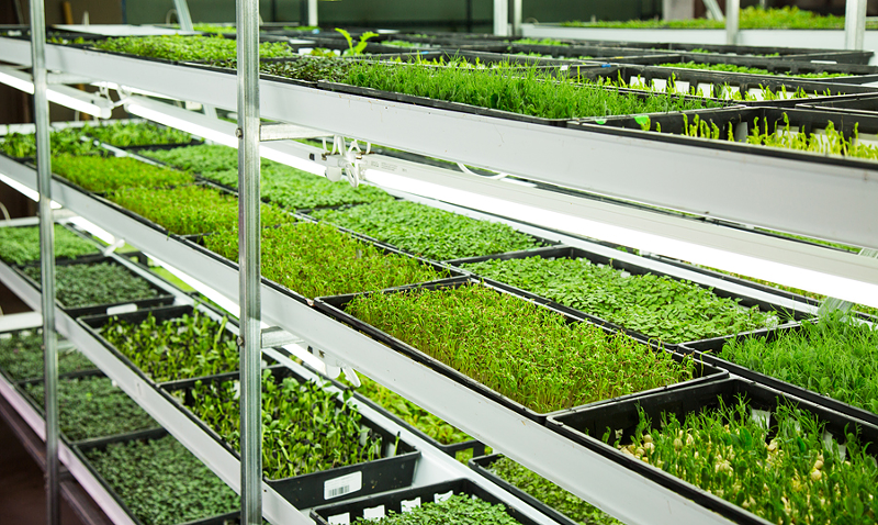 Local hydroponic farm Waterfields produces microgreens with no pesticides or herbicides. - Photo: Hailey Bollinger