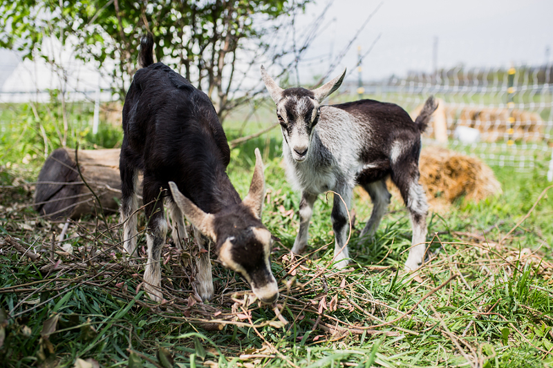 Hi, goats! Ambassadors Willow (left) and Rosie are part of the permaculture cycle at CWUF. - Photo: Hailey Bollinger