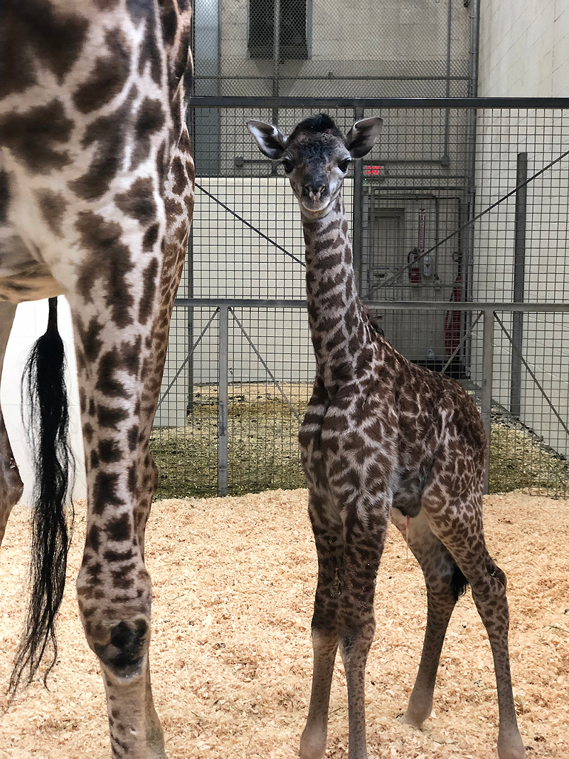 NEW BABY! - Photo: Provided by Cincinnati Zoo