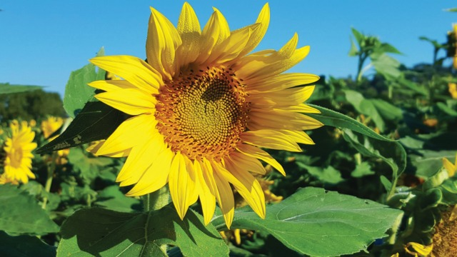 Tickets Are Now on Sale to Visit Gorman Heritage Farm's Sunflower Field in October