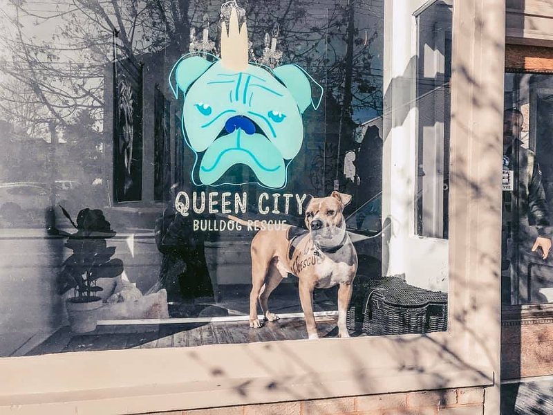 Queen City Bulldog Rescue's headquarters is located at 707 Fairfield Ave., Bellevue, Kentucky. - Photo: Courtesy of Queen City Bulldog Rescue