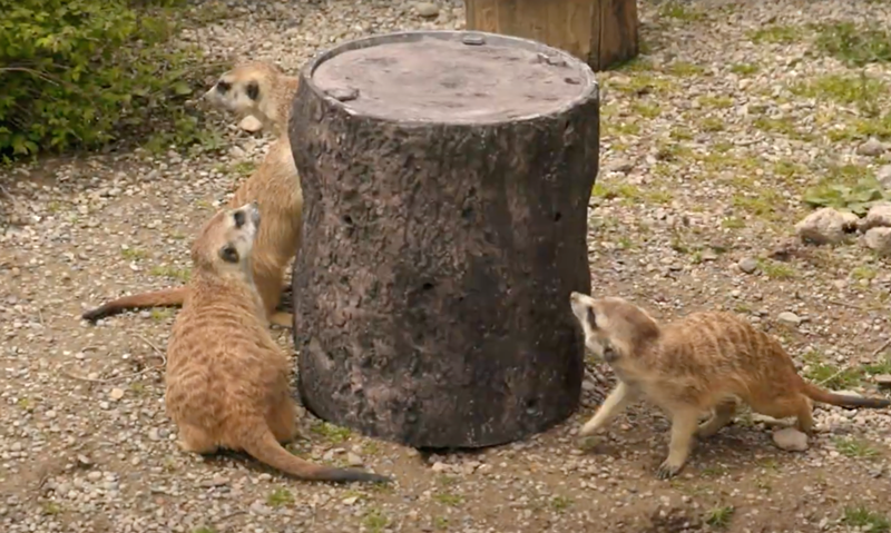Meerkats snackin' on crickets through the enrichment device - Photo: Film still from GE Additive YouTube video