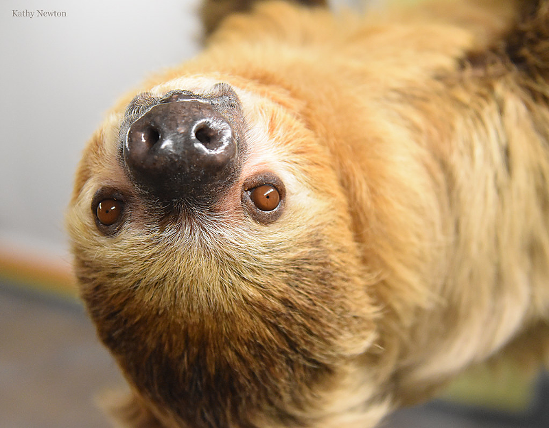 Moe the sloth - Photo: Kathy Newton/Cincinnati Zoo