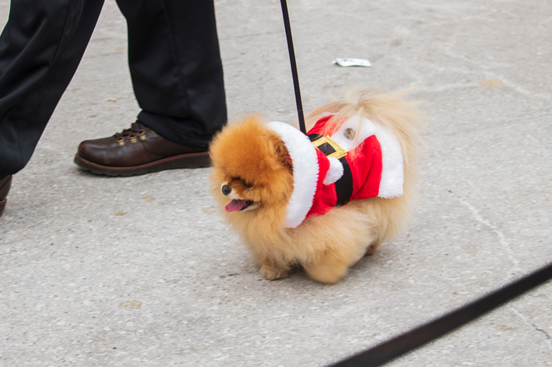 The Mount Adams Reindog Parade Features Tons of Really Cute, Costumed Dogs in a Festive Holiday Procession