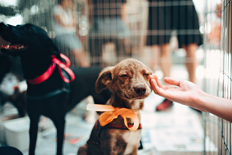 A very good boy (or girl) - PHOTO: HELENA LOPES FROM PEXELS