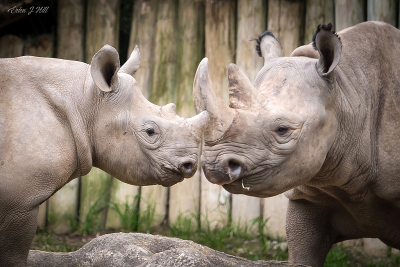 Black rhinos at the Cincinnati Zoo - Photo: Erica J. Hill