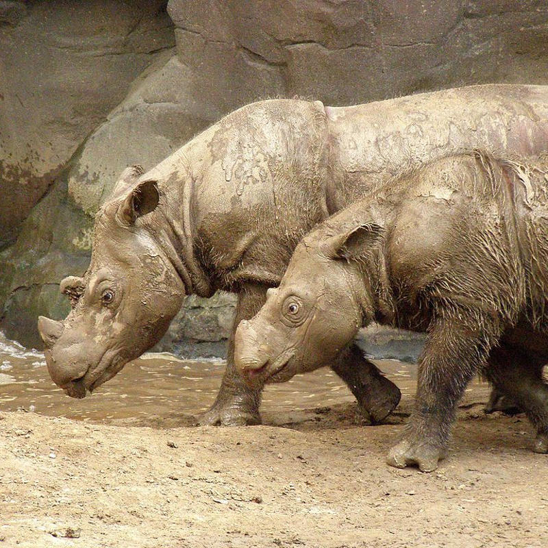 Review: 'Sumatran Rhino'