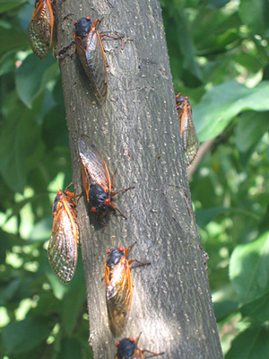 Cicadas in an apple tree - PHOTO: MATTHEW BUCKLEY/CC