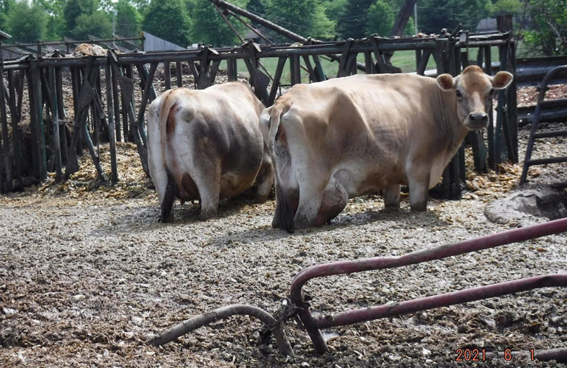 Cows standing in approximately a foot of manure on the feedlot. - Photo: Provided by Ohio Attorney General