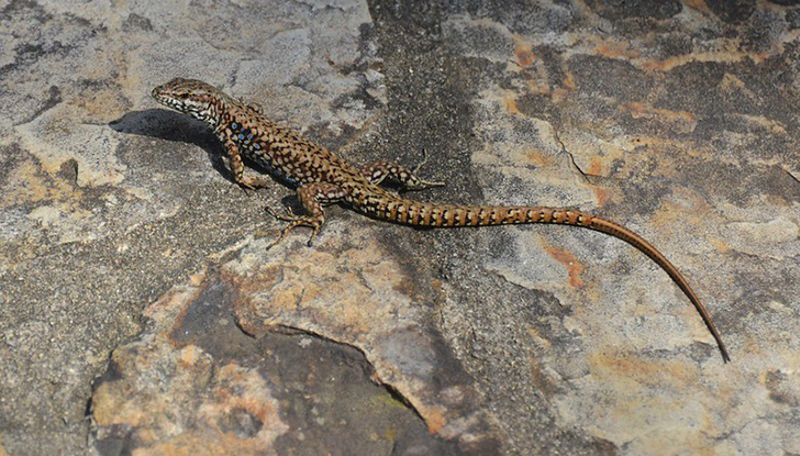 A Lazarus Lizard - Photo: Flickr/Tony Alter