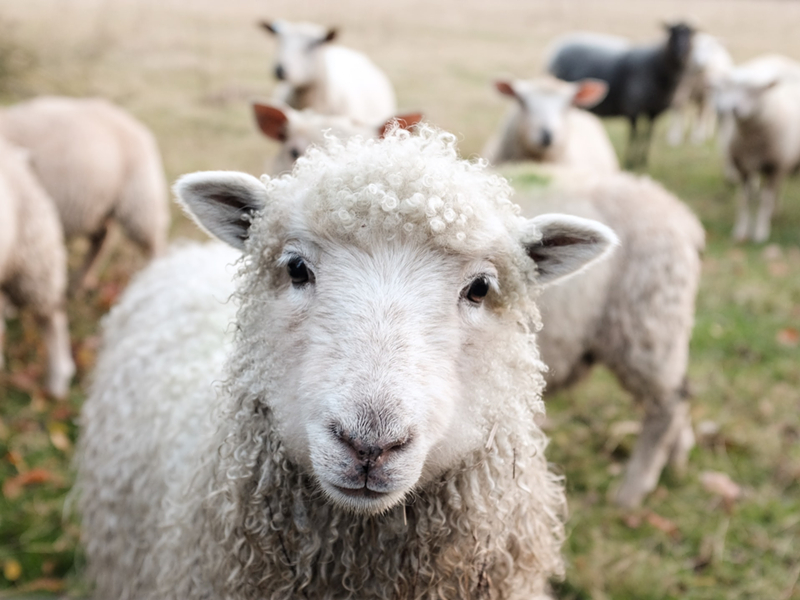 This sheep would like to meet you at the Kentucky Wool Fest. - Photo: Sam Carter, Unsplash