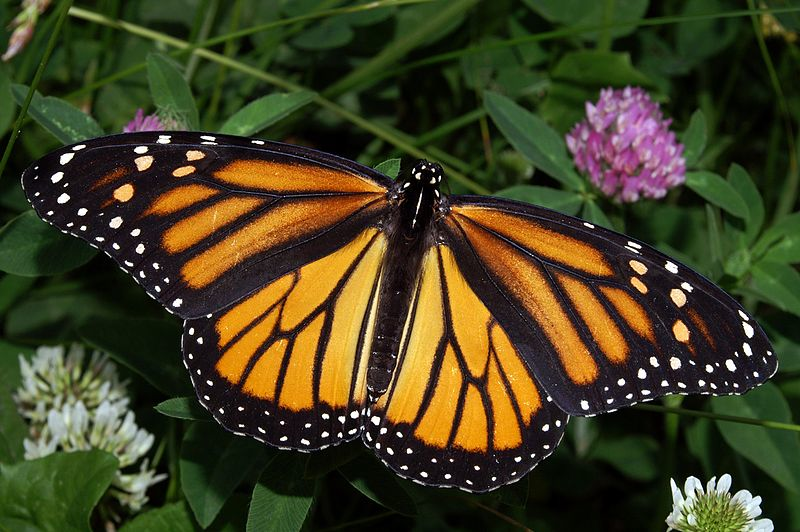 A monarch butterfly - Photo: Kenneth Dwain Harrelson