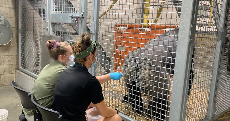 A gorilla training for a voluntary hand injection - Photo: Cincinnati Zoo YouTube screengrab