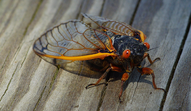 A periodical cicada in 2013 - Photo: Stephen Little/CC
