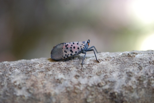 Spotted lanternflies have been reported in Ohio, Indiana, Pennsylvania and several other states near the East Coast. - Photo: Ohio Department of Agriculture