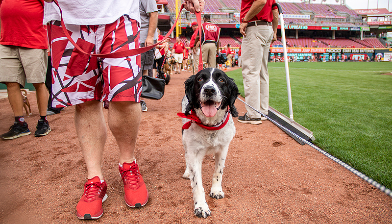 Dogs on parade around the field during a previous Bark in the Park event. - Photo: Provided by the Cincinnati Reds