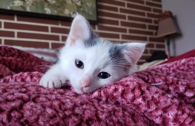 One of Cincinnati Animal CARE's adoptable kittens - Photo: Provided by Cincinnati Animal CARE