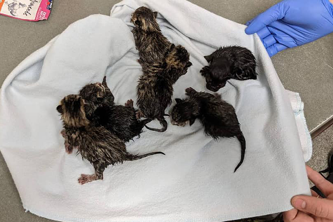 One-day old kittens found in the duffle bag - Photo: Facebook.com/ButlerCountySO