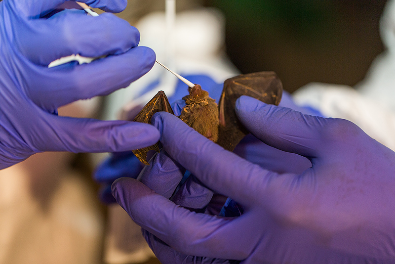 Scientists from the Smithsonian’s Global Health Program taking samples from a bumble bee bat in Myanmar. - Photo: Roshan Patel, Smithsonian's National Zoo and Conservation Biology Institute