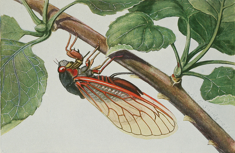 An illustration of a female periodical cicada (Magicicada septendecim) inserting eggs with her ovipositor into the under surface of an apple twig - ILLUSTRATION: R.E. SNODGRASS/PUBLIC DOMAIN