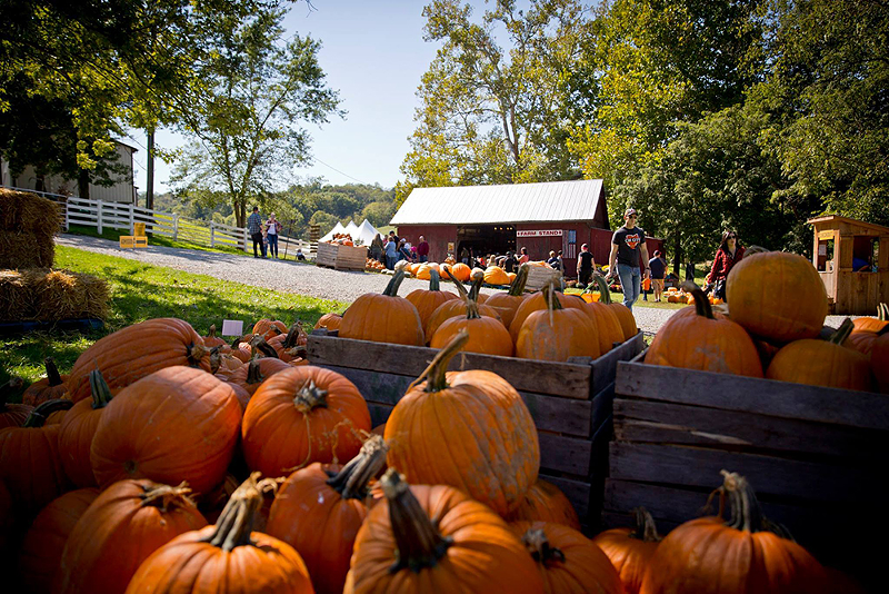 Fall Fest at Neltner's Farm - Photo: facebook.com/neltnersfarm