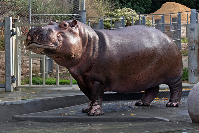 Tucker the hippo - Photo: Marianne Hale for the San Francisco Zoo