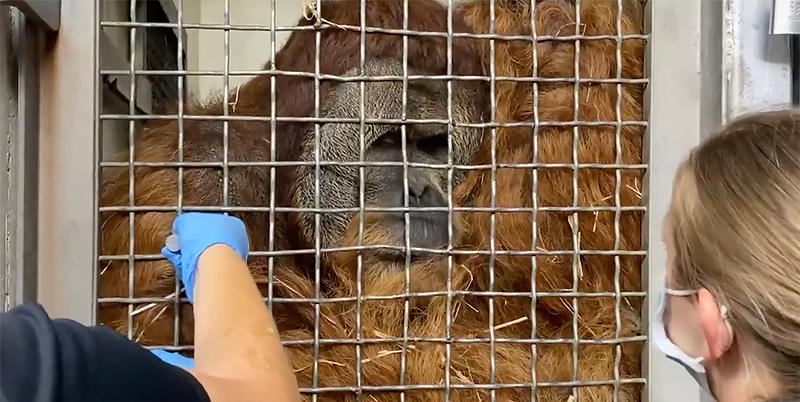 A orangutan training for a hand injection - Photo: Cincinnati Zoo YouTube screengrab
