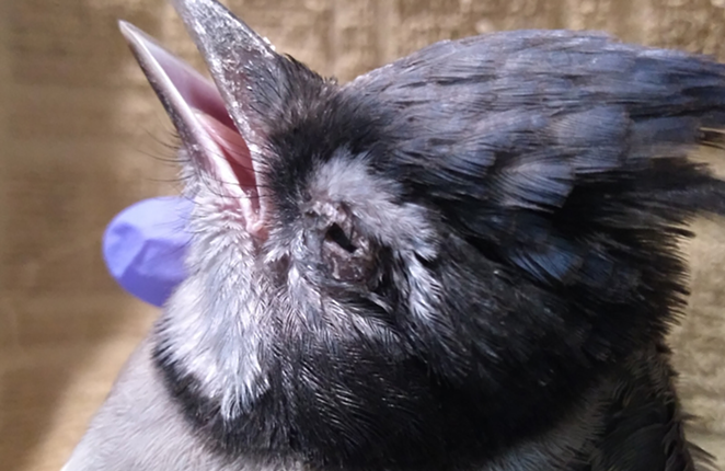Birds in Northern Kentucky are dying from an unexplained illness, with symptoms including "eye swelling and crusty discharge, as well as neurological signs." - Photo: Provided by Ginger Rood // Kentucky Department of Fish & Wildlife Resources