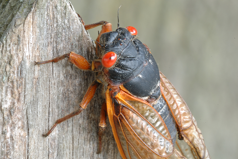 A periodical cicada - PHOTO: JANETANDPHIL/CC BY-NC-ND 2