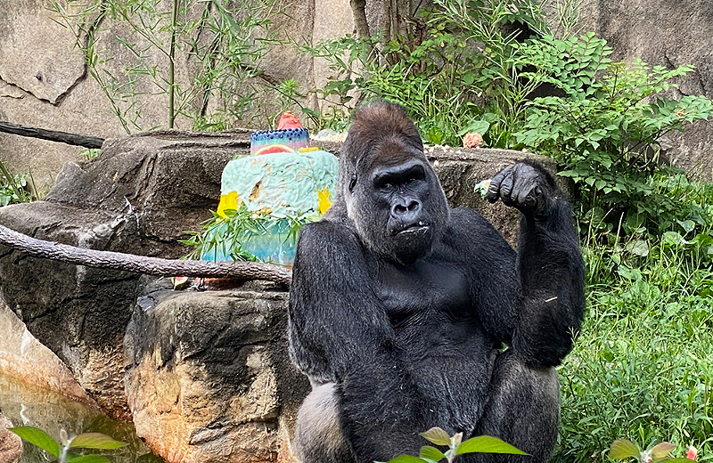 Jomo the gorilla celebrating his 30th birthday - Photo: Provided by the Cincinnati Zoo