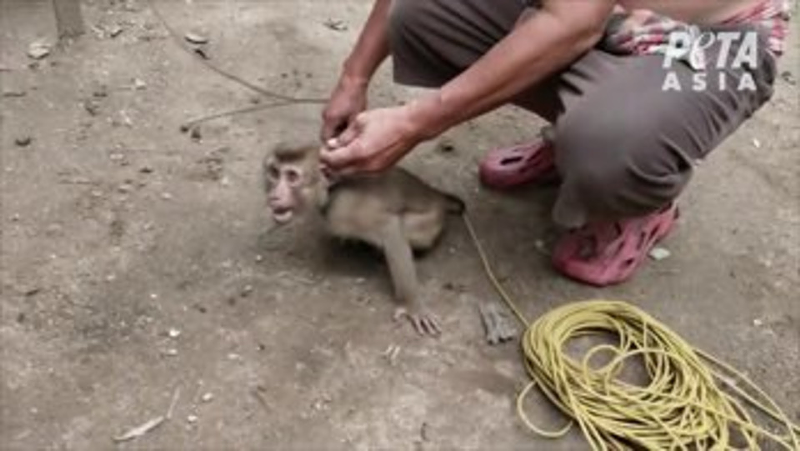 Thai coconut milk producer Chaokoh uses chained monkeys to secure their coconuts. - PHOTO: PETA ASIA