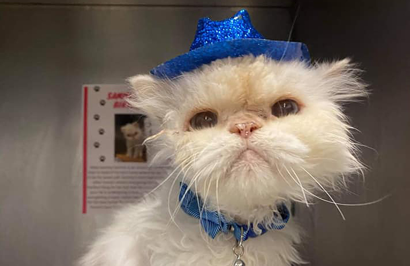 Senior Sammy at his 19th birthday party, donning a sparkly cowboy hat. - Photo: Cincinnati Animal CARE