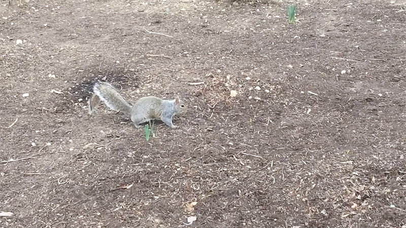 A squirrel on the grounds of the Ohio Statehouse's Capitol Square - PHOTO: FACEBOOK.COM/OHIOSTATEHOUSEMUSEUM