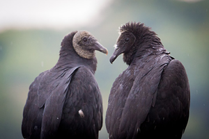 Black vultures at Hueston Woods State Park in College Corner, Ohio. The same birds live in Northside. - Photo: CC 2.0