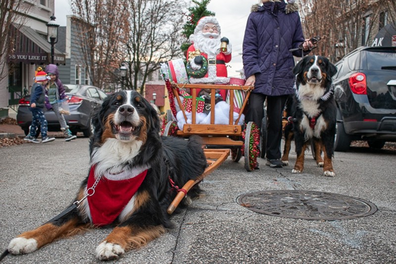 The 32nd-annual Reindog Parade kicks off at 2 p.m. this Saturday, Dec., 11. Proceeds will go to the Batavia League for Animal Welfare. - Adam Doty