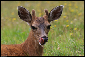 This white-tailed deer is probably having a COVID party in your backyard. - Photo: Buiobuione, Wikimedia Commons