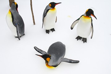 “Dress for the weather, and you’ll be as happy as the penguins that you’ll see on parade days” , said Cincinnati Zoo Director Thane Maynard. - Mark Dumont