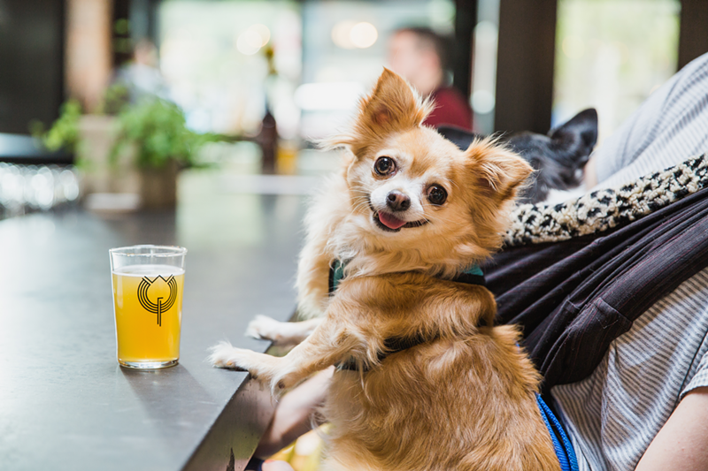 You might be able to have a beer and a bite with your dog inside a Kentucky restaurant soon. - Photo: Hailey Bollinger