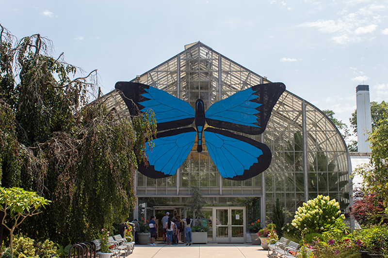 Butterflies of Bali took over Krohn Conservatory in 2020 and 2021. - Photo: Danielle Schuster