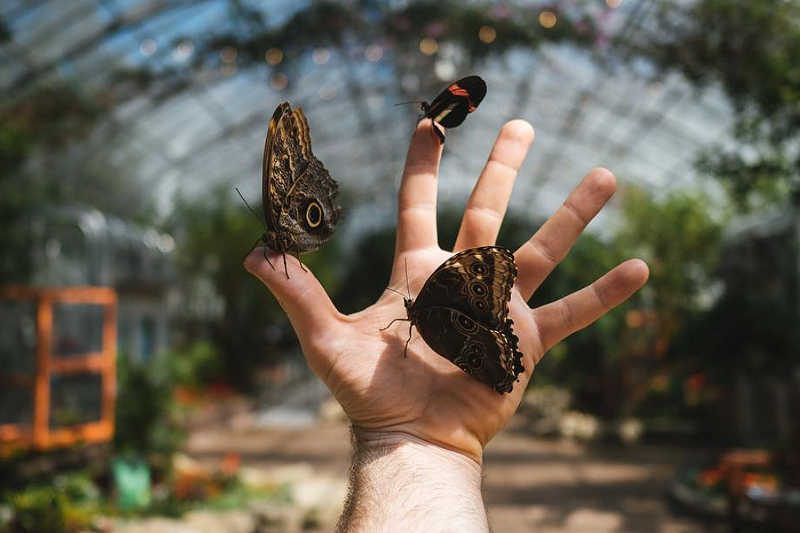 Butterflies will be flitting about the conservatory March 19-June 19. - Photo: Instagram.com/krohnconservatory
